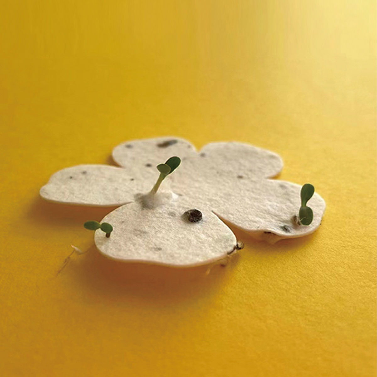 seed paper
