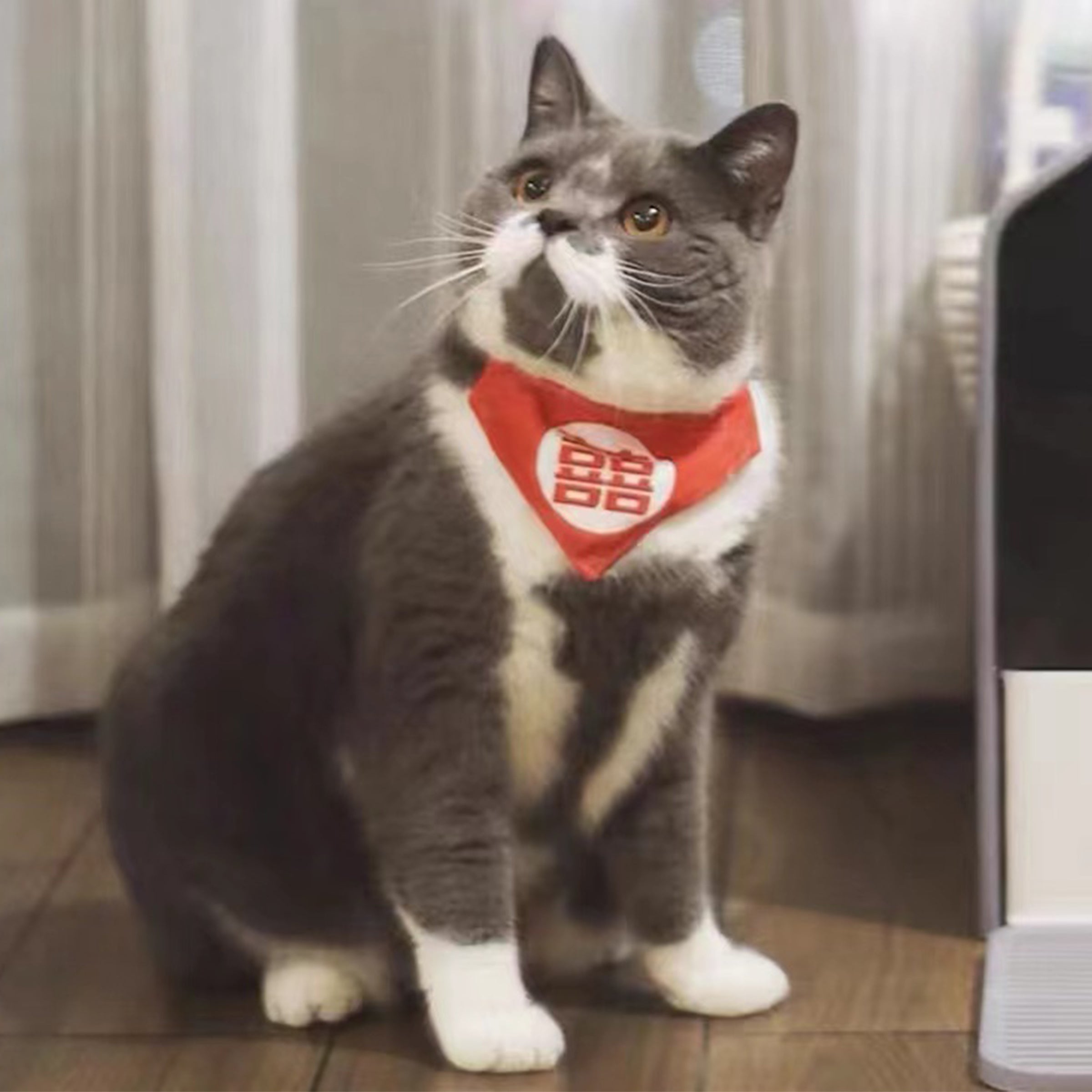 【Pet Shop系列】訂製寵物三角巾 寵物圖案口水巾 創意禮物BG03-9